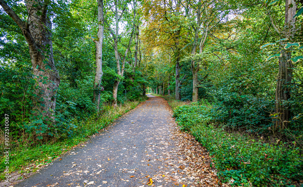 Fototapeta premium path in the park