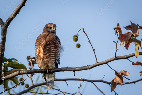 Closeup of a red hawk with a blue sky background