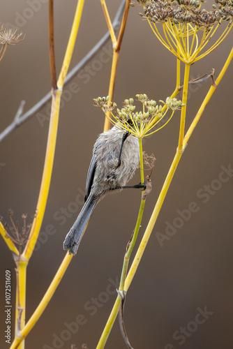 Closeup of an American bushtit bird photo