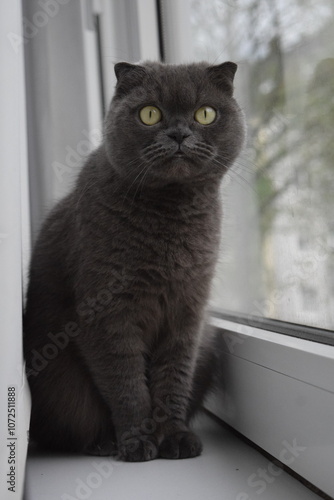 portrait of a cat