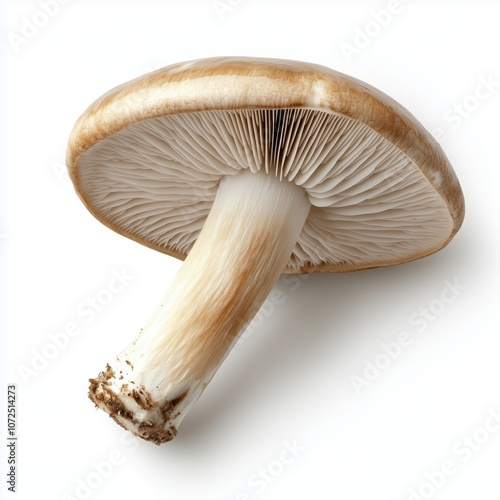 A solitary cremini mushroom boasts a smooth brown cap and firm stem, showcasing its earthy beauty