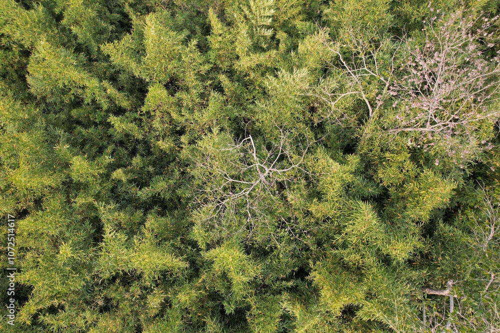Vista aérea obtida em sobrevoo de drone das copas de árvores em meio a um bambusal. Vista aérea obtida em sobrevoo de drone das copas de árvores em meio a um bambusal.