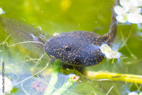 Têtard de grenouille