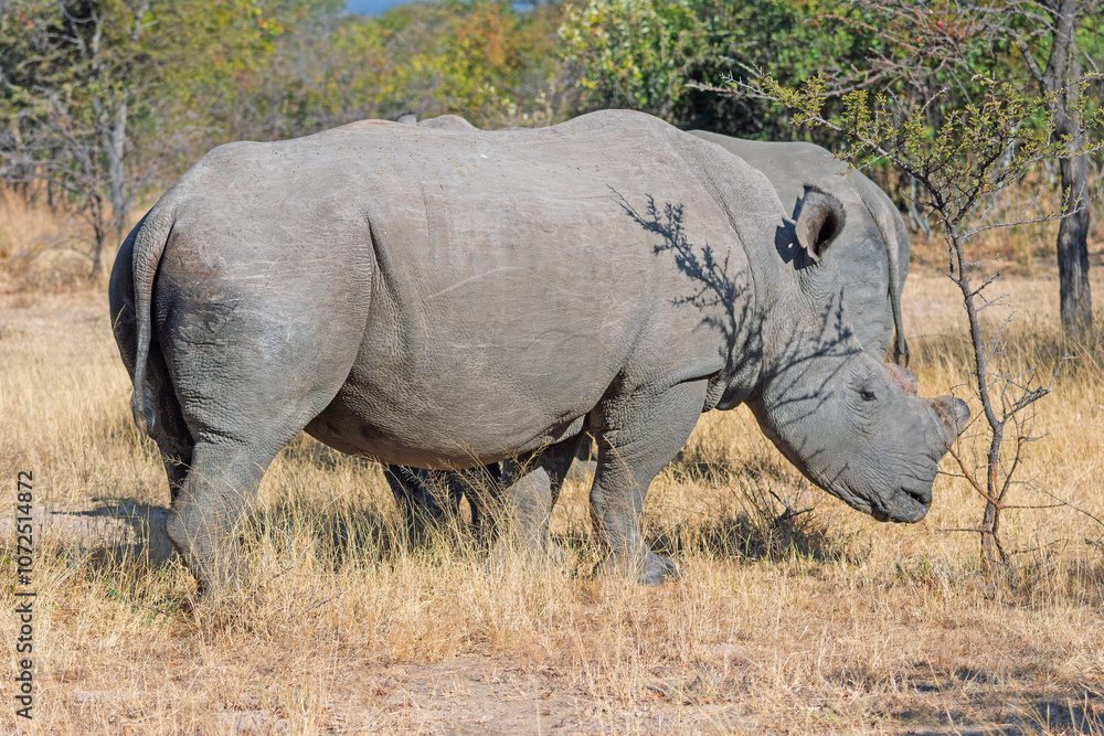 Fototapeta premium Large Male White Rhino Grazing