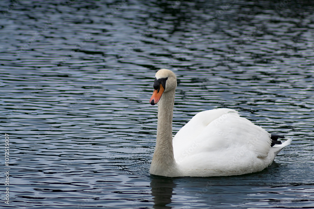 Fototapeta premium Cisne