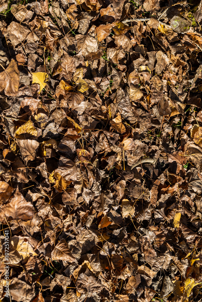 Autumn leaves warm colors deposited on the ground in the field during the autumn season. Concept: Field, autumn, foliage. Autumn leaves warm colors deposited on the ground in the field during the autumn season. Concept: Field, autumn, foliage.