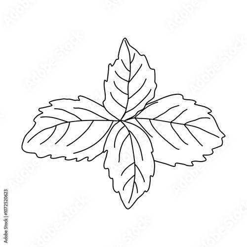 Basil leaves for menu design and recipes, doodle style flat vector outline for coloring book