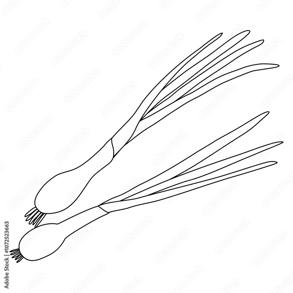 Green onion, chives or scallion, doodle style flat vector outline for coloring book Green onion, chives or scallion, doodle style flat vector outline for coloring book