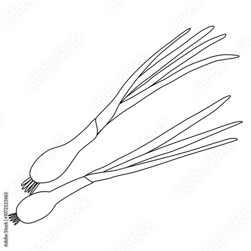 Green onion, chives or scallion, doodle style flat vector outline for coloring book