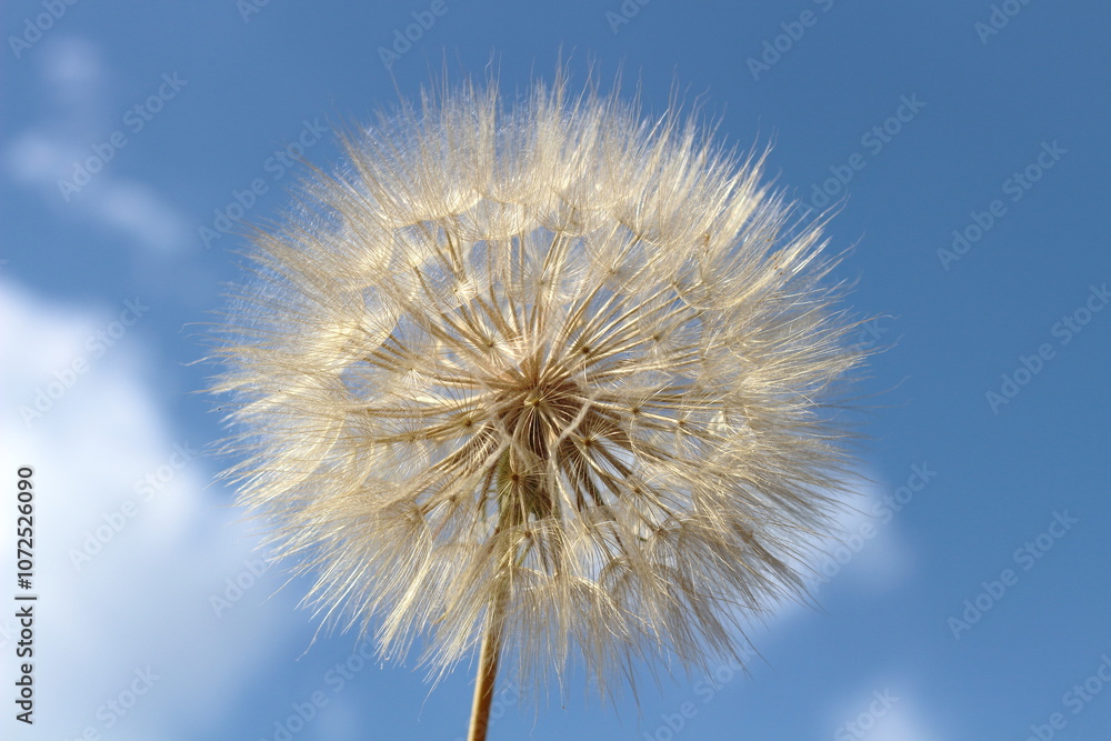 Hope on the Breeze: Dandelion Seed Head Against a Blue Sky Hope on the Breeze: Dandelion Seed Head Against a Blue Sky