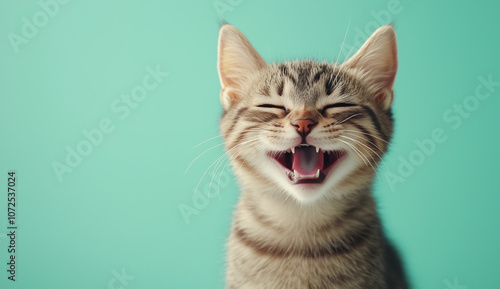 Laughing cat