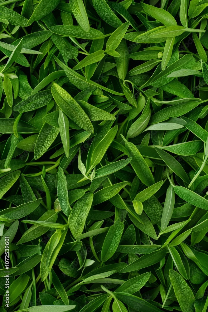 Tarragon texture background, estragon leaf banner, Artemisia dracunculus pattern, fresh herbal leaves Tarragon texture background, estragon leaf banner, Artemisia dracunculus pattern, fresh herbal leaves