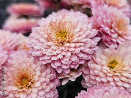 pink flowers, floral background, chrysanthemums in the garden