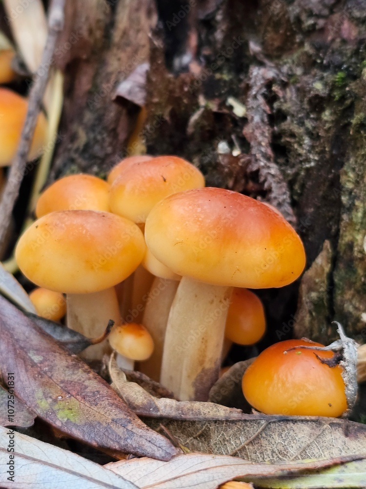 mushrooms in the forest, mushrooms on a tree mushrooms in the forest, mushrooms on a tree