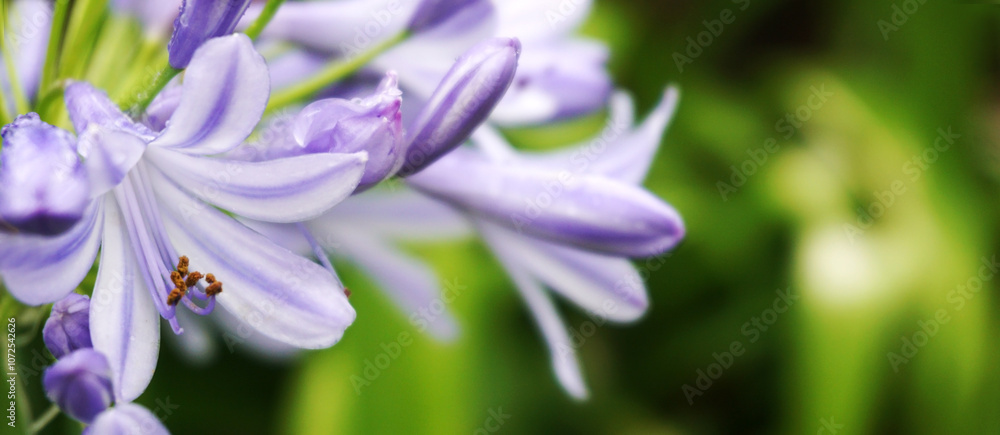 Agapanthus africanus, Blue African Lily or Lily of the Nile flowers close up.Selective focus. Agapanthus africanus, Blue African Lily or Lily of the Nile flowers close up.Selective focus.