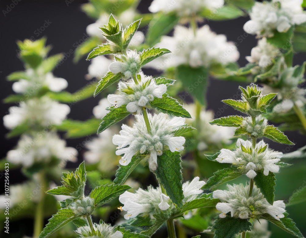 Delicate white flowers bloom among vibrant green leaves against dark background