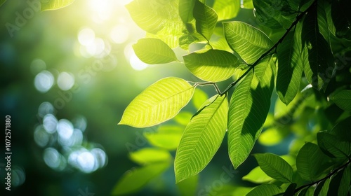 Green leaves with sunlight filtering through