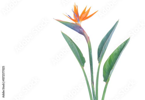 Fototapeta Naklejka Na Ścianę i Meble -  Bird of paradize flower