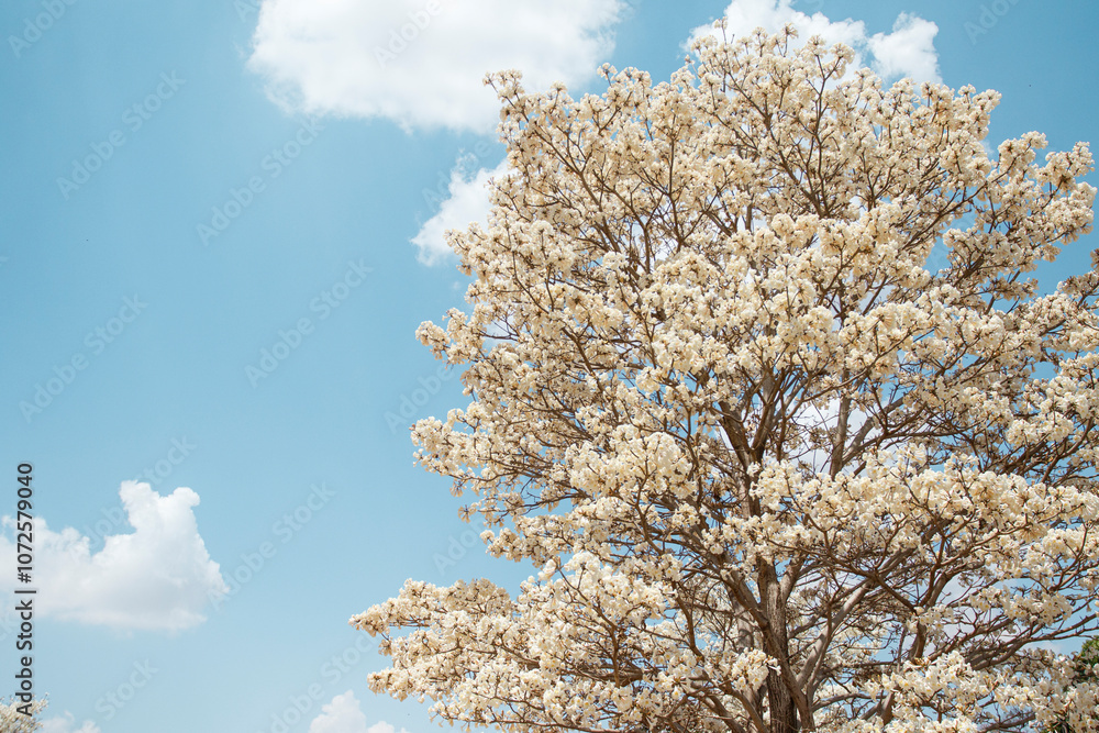 Beautiful tree with white flowers in a blue sky with clouds. Beautiful tree with white flowers in a blue sky with clouds.