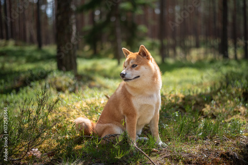 Fotografía Shiba inu dog is is sitting on the moss in the pine forest on sunny summer day