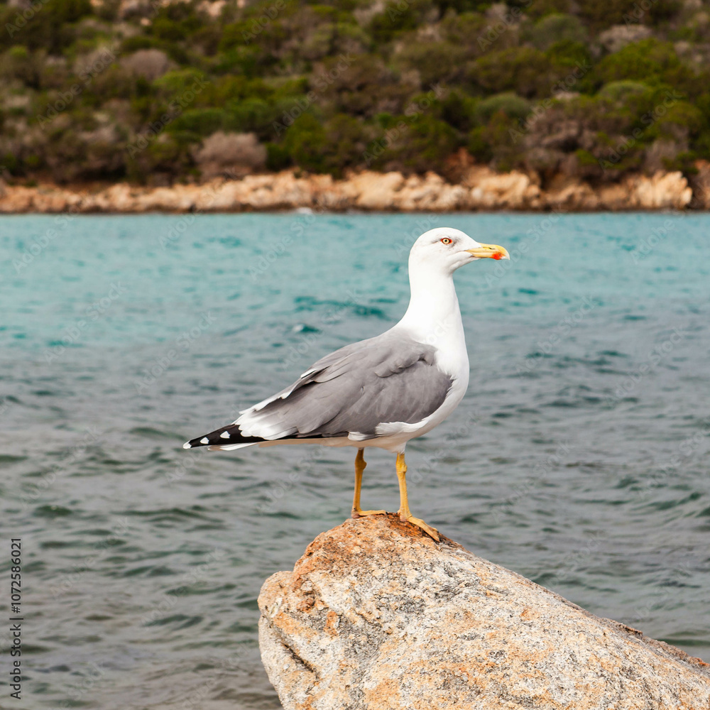 Close view of a seagull standing on a rock with a turquoise sea in the background and a rocky coast. Close view of a seagull standing on a rock with a turquoise sea in the background and a rocky coast.