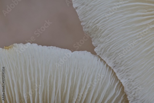 Close macro of the lamellae of a mushroom that were folded upwards.