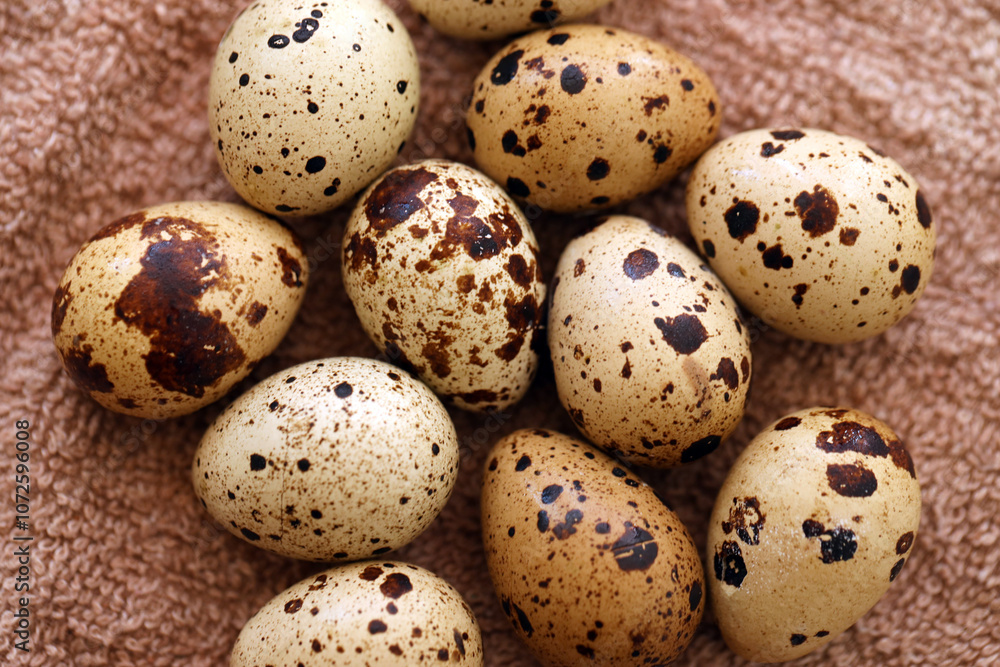 Few amount of quail eggs in small pile on brown towel background Few amount of quail eggs in small pile on brown towel background