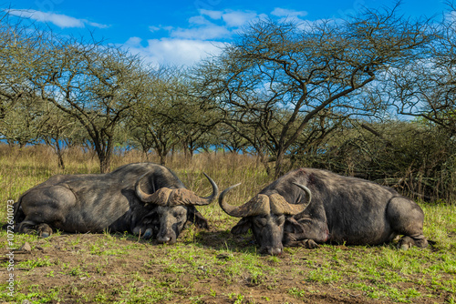 Photography cape buffalo in the bushveld
