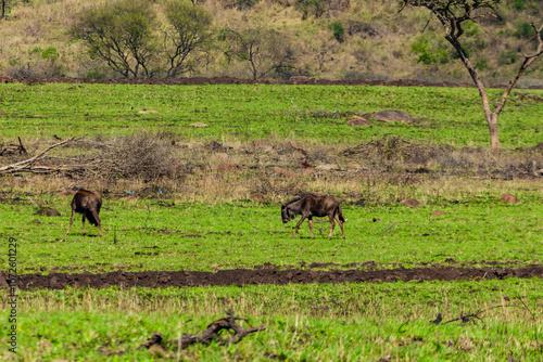 Obraz na plátne wildebeest in grassfield