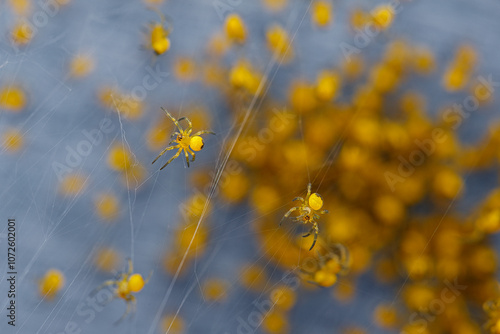 Two tiny garden spider younglings in front of a lot more of them crawling around on spider silk