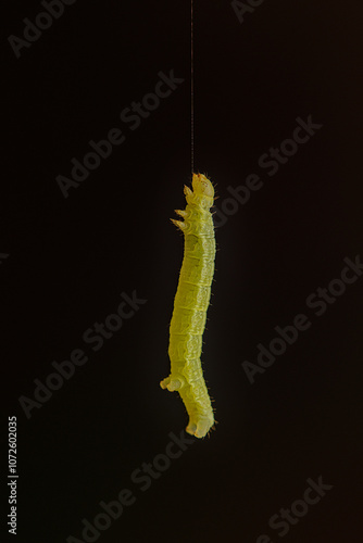 A small green caterpillar hanging down on a single thread of silk in front of a pure black background