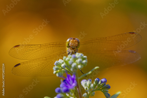 A dragonfly sitting on a flower and looking into the camera