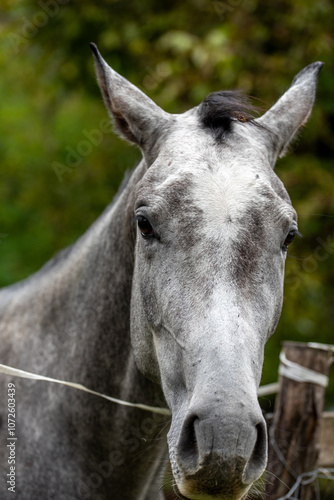 Portrait of a pale horse. the face, of horse,