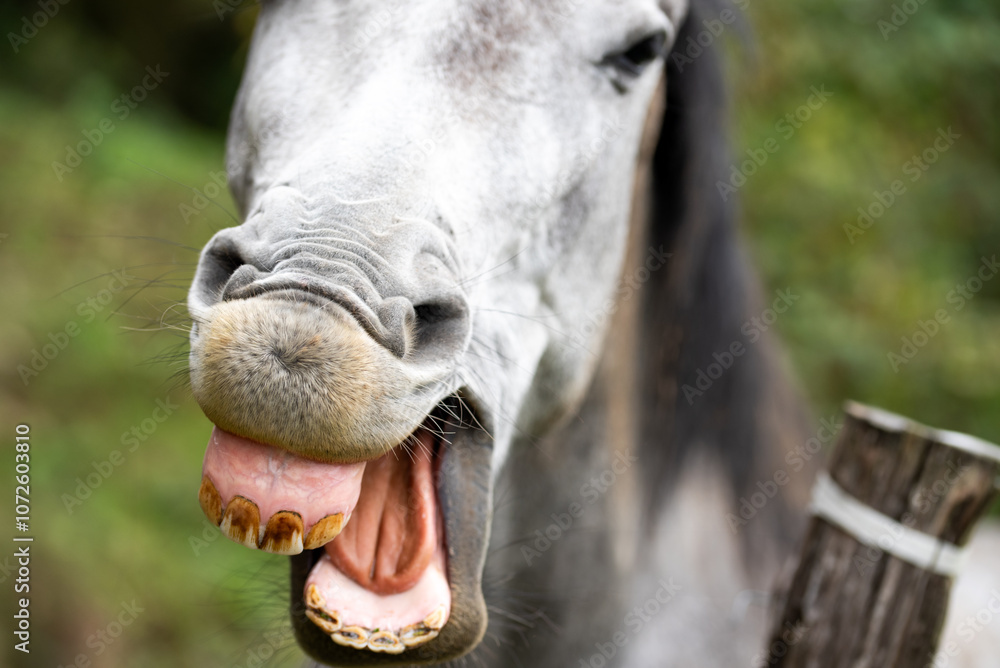 Horse laughing showing teeth. Portrait of a pale white gray horse Horse laughing showing teeth. Portrait of a pale white gray horse