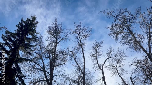 trees and blue sky