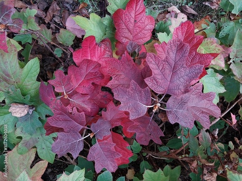 oakleaf hydrangea shrub fall color foliage deep red leaves hydrangea quercifolia