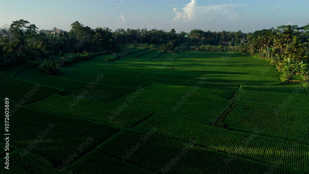Morning Landscape on green rice fields Morning Landscape on green rice fields