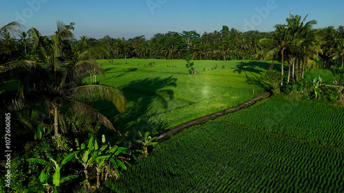 Rice terraces in Bali. Ubud. Indonesia