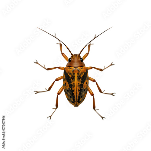 Orange and black beetle with long antennae. Insect on isolated transparent background. Small creature. Animal nature. Macro photography. Entomology, zoology, wildlife. Alpha mask cut out png. photo