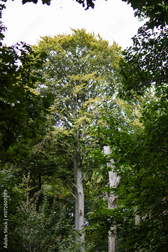 Fototapeta premium Hohe Bäume in einem dichten Wald im Sommer