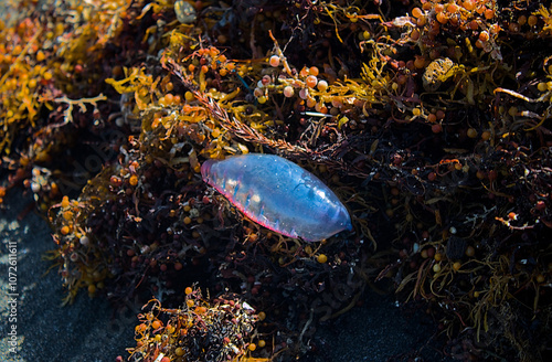 Photography Portuguese man-of-war (Physalia physalis) in seaweed