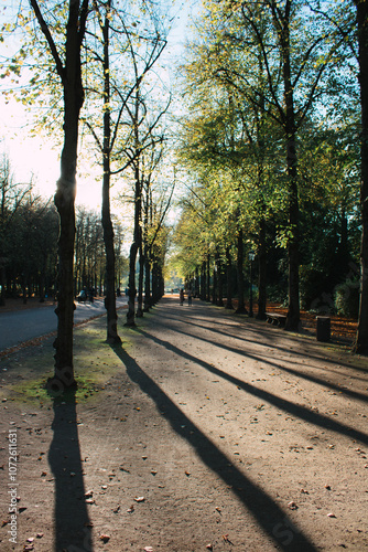 Baumallee im Herbst mit langen Schatten und Laub photo