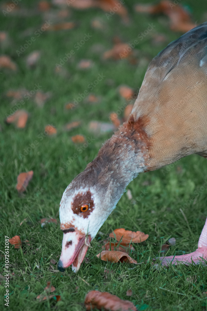 Fototapeta premium Nahaufnahme einer Nilgans auf einer Wiese