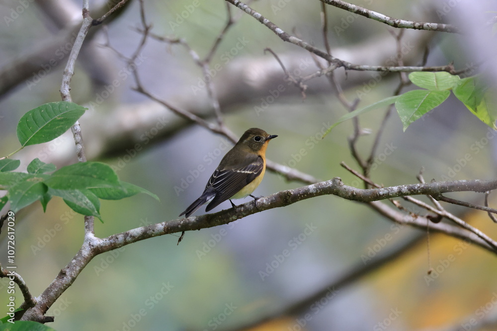 Young Mugimaki Flycatcher on the way to Southeast Asia Young Mugimaki Flycatcher on the way to Southeast Asia