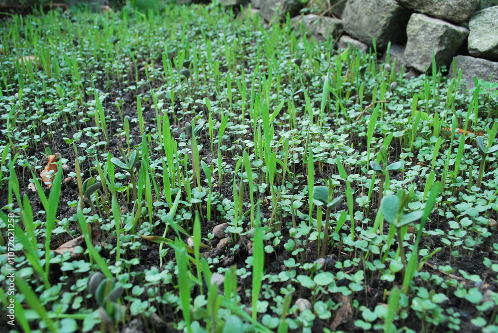 Catch crop in the bed in autumn. Young seedlings. Catch crop in the bed in autumn. Young seedlings.