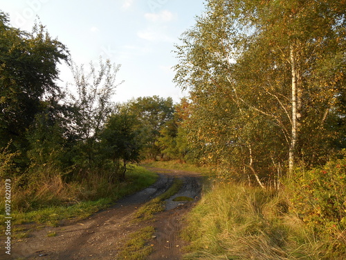 Naklejka Dirt road and trees.