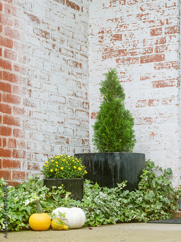 Fall scene of ivy and pumpkins with brick photo