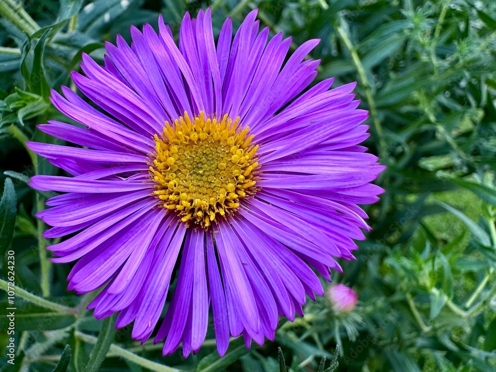 Obraz premium close-up of an aster flower with their purple petals in a garden on a sunny summer day 