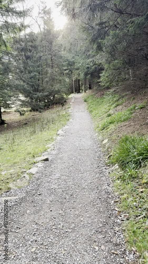 Forest trail on the way to Mount Giewont, Tatra Mountains, Poland, offering a scenic hiking experience. Forest trail on the way to Mount Giewont, Tatra Mountains, Poland, offering a scenic hiking experience.