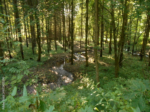 A stream in the forest.. Suche Mountains, Poland.
